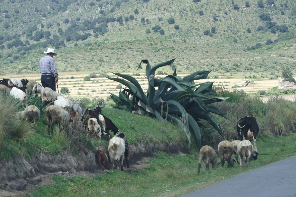 Abigeos actúan con impunidad