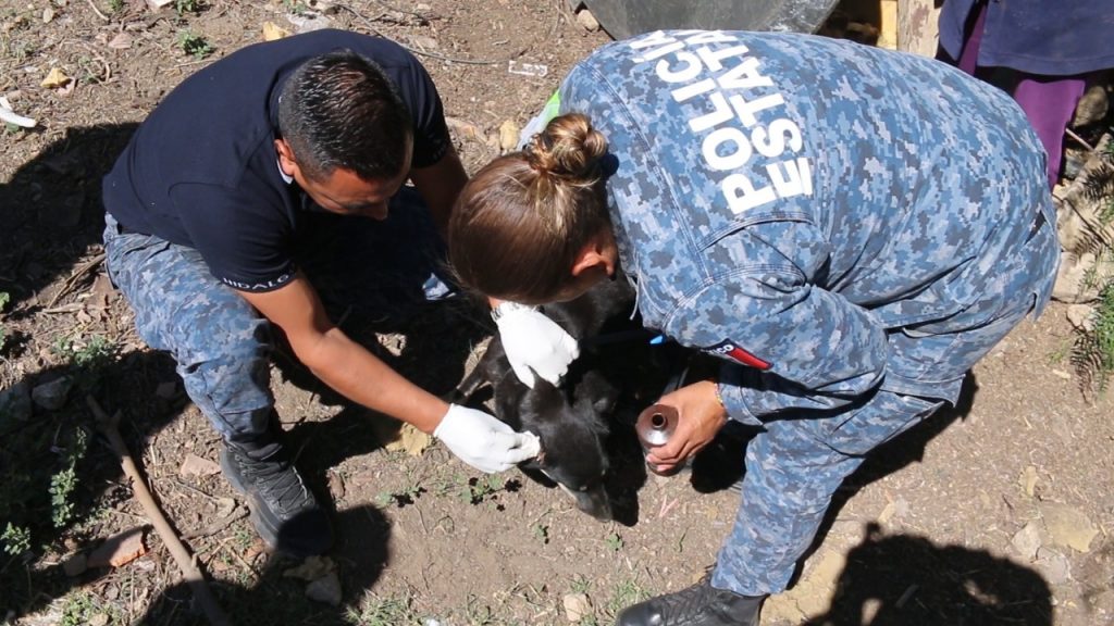 Ponen a Disposición Unidad Canina En Caso De Denuncias Ciudadanas
