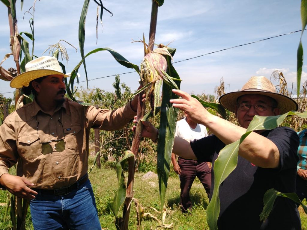 programa de siembra de maíz criollo