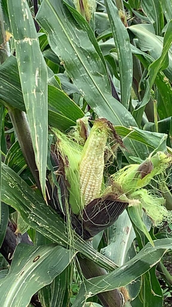 Preocupación por inseguridad en el campo