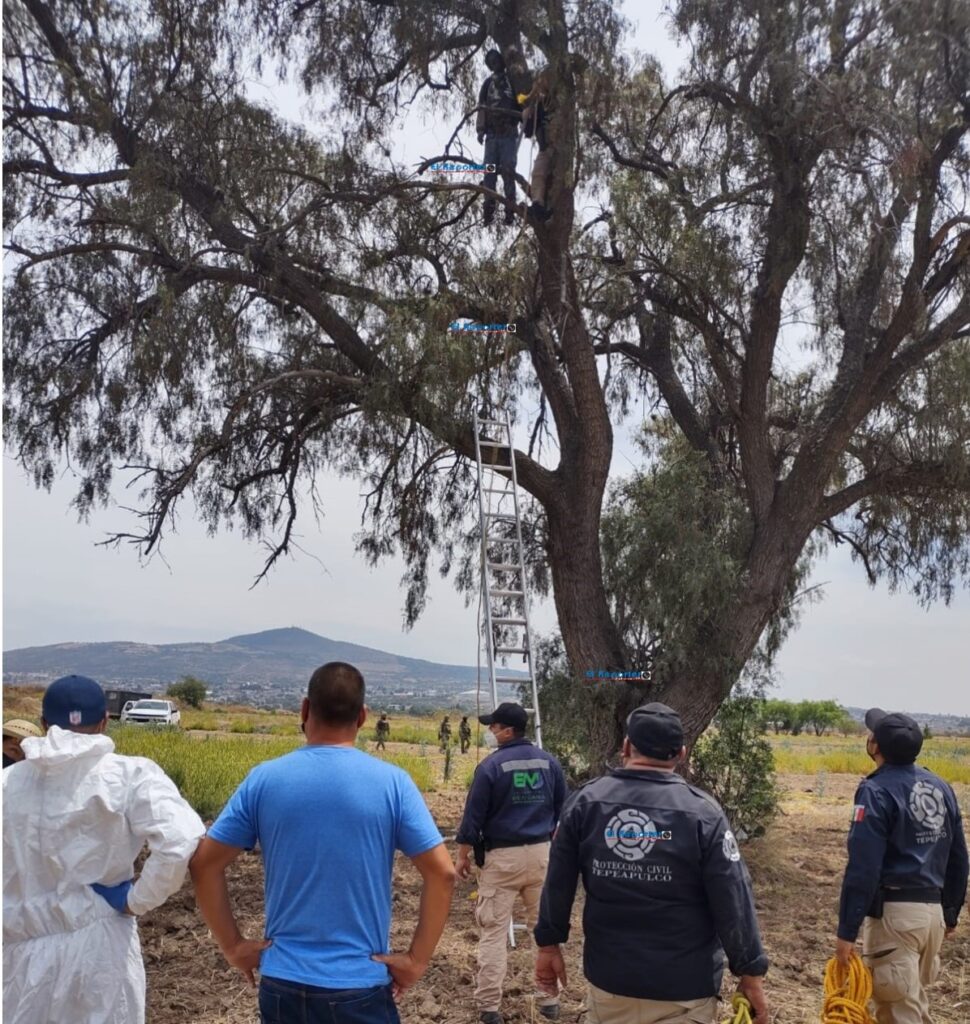 Hombre hallado muerto en lo alto de un árbol