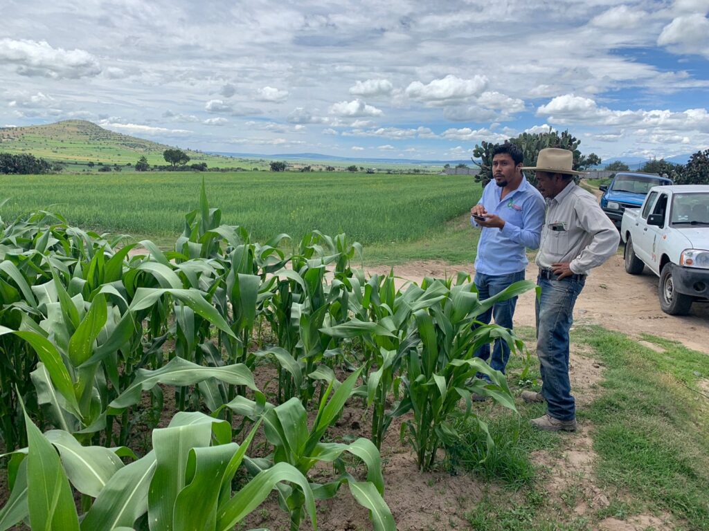 Protegen los cultivos de plagas y enfermedades