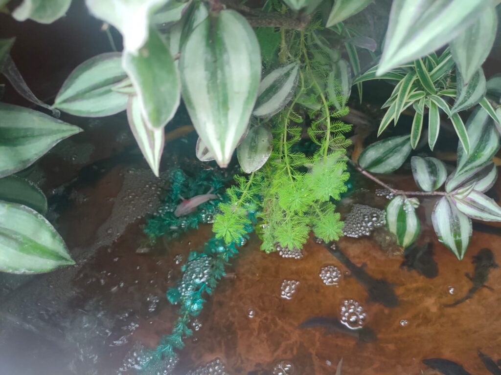 Impulsan preservación del ajolote mexicano