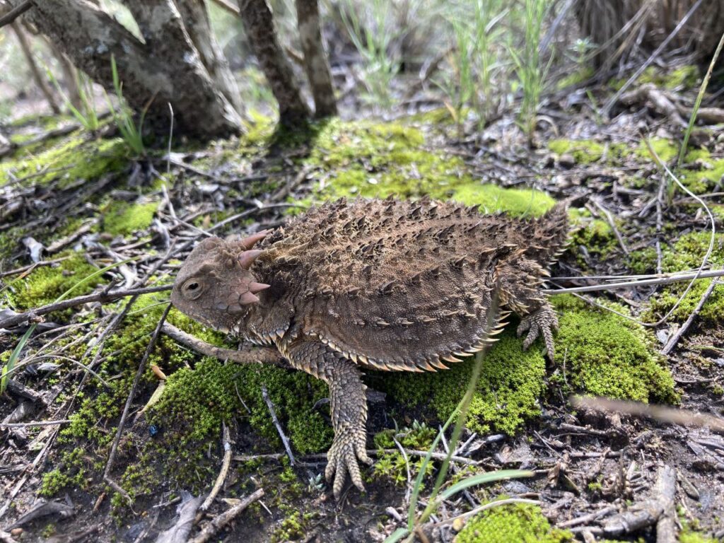 Los cerros La Paila-El Xihuingo son Área Natural Protegida
