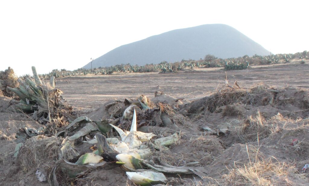 Constructores arrasan con el ecosistema