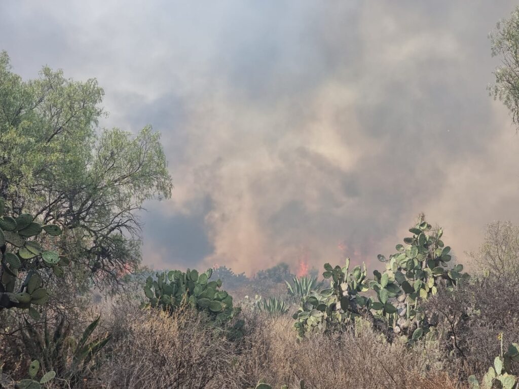 Pavoroso incendio arrasó con flora y fauna
