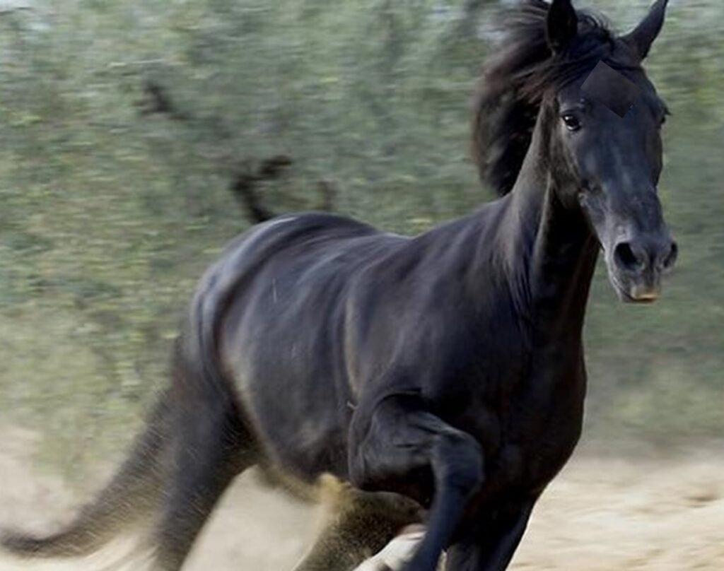 Accidente durante carrera de caballos