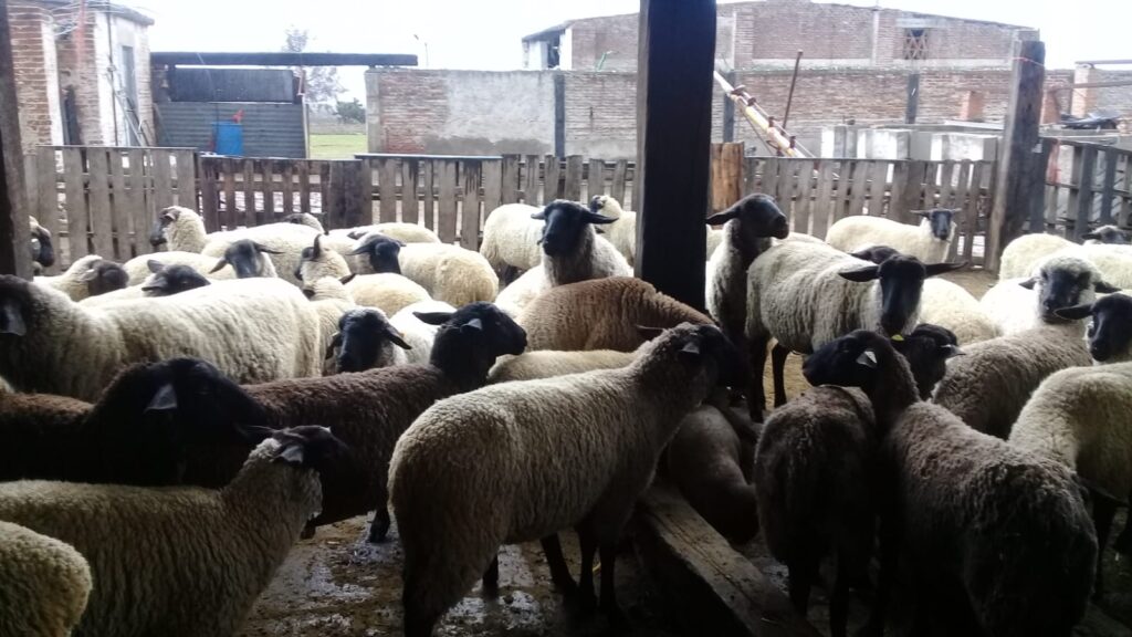 Cuatreros robaron casi un centenar de ovejas