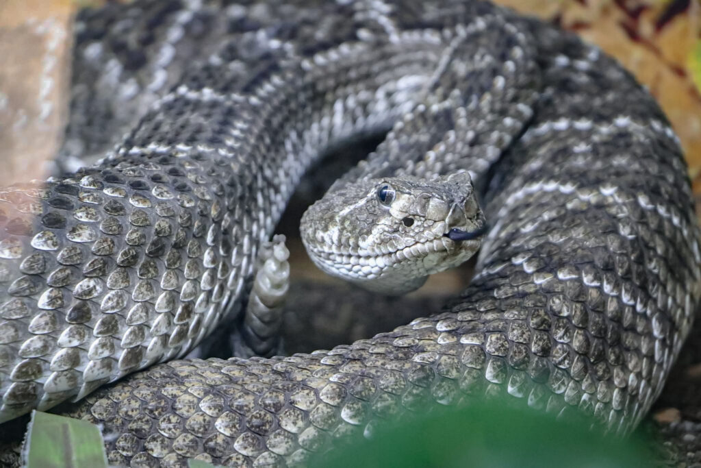 Recorrido guiado para conocer el Serpentario