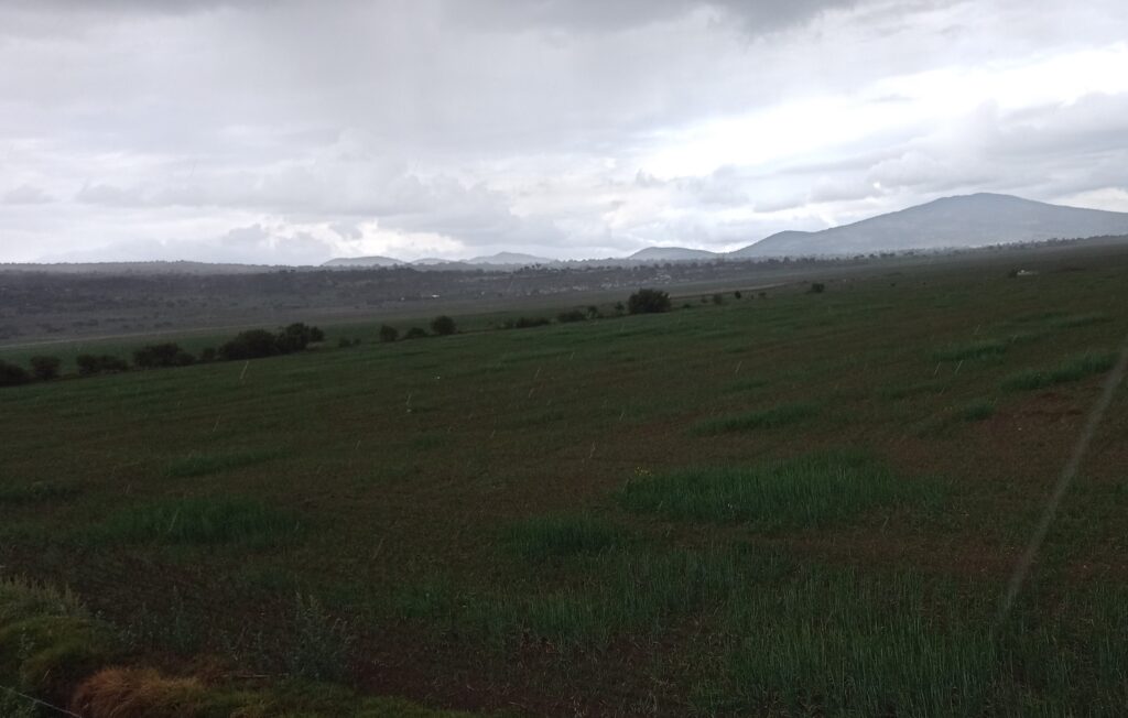 Falta de agua podría acabar con cultivos de cebada