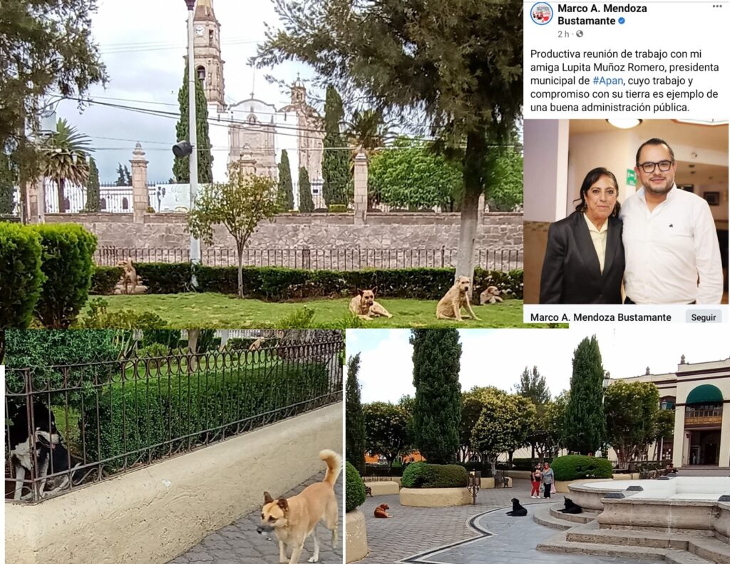 Plaza principal convertida en albergue de perros callejeros