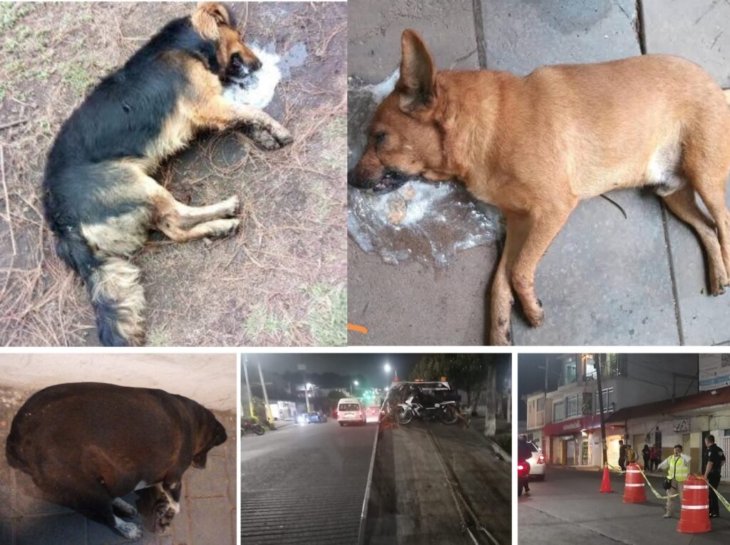 Crueldad: envenenamiento masivo de perros