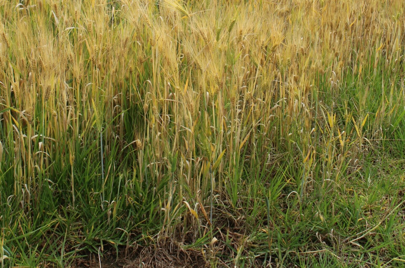 Cebaderos platican la trágica pérdida de cosechas