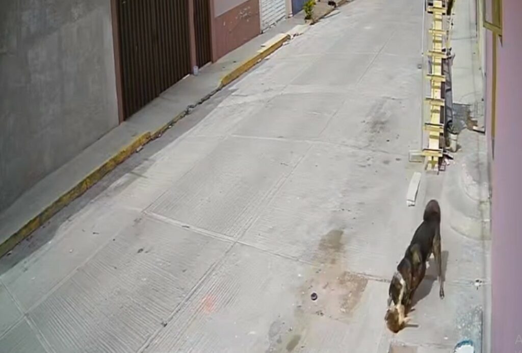 Peligro: Perro feroz mató a “Changuito”