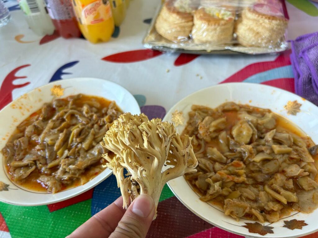 Invitan a la séptima edición del Festival del Hongo