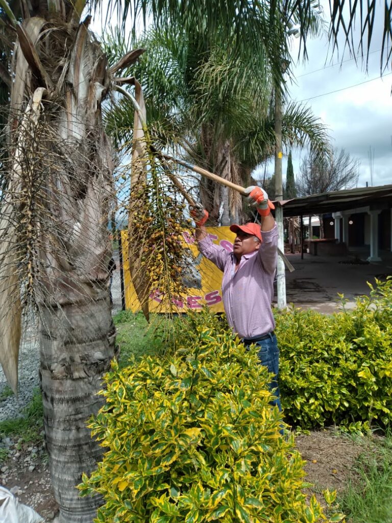 Semarnath avanza en la conservación de germoplasma forestal en Hidalgo