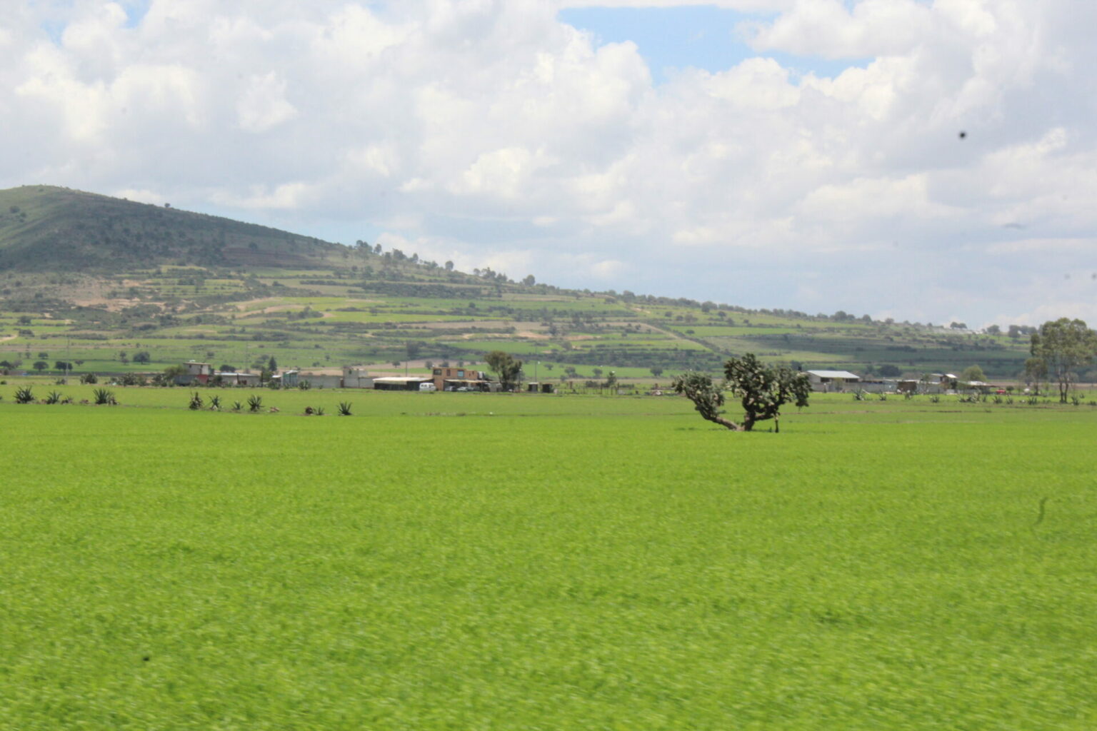 Educación ambiental en planteles de Educación Básica