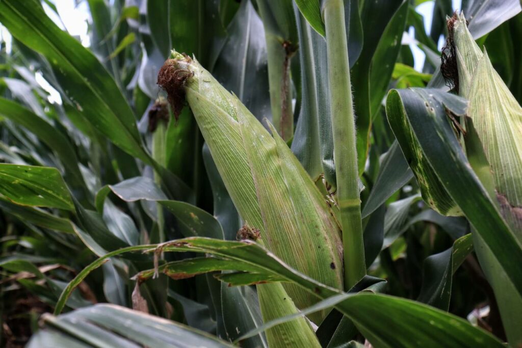 Saderh visita Plataforma de Investigación Mixquiahuala del CIDT