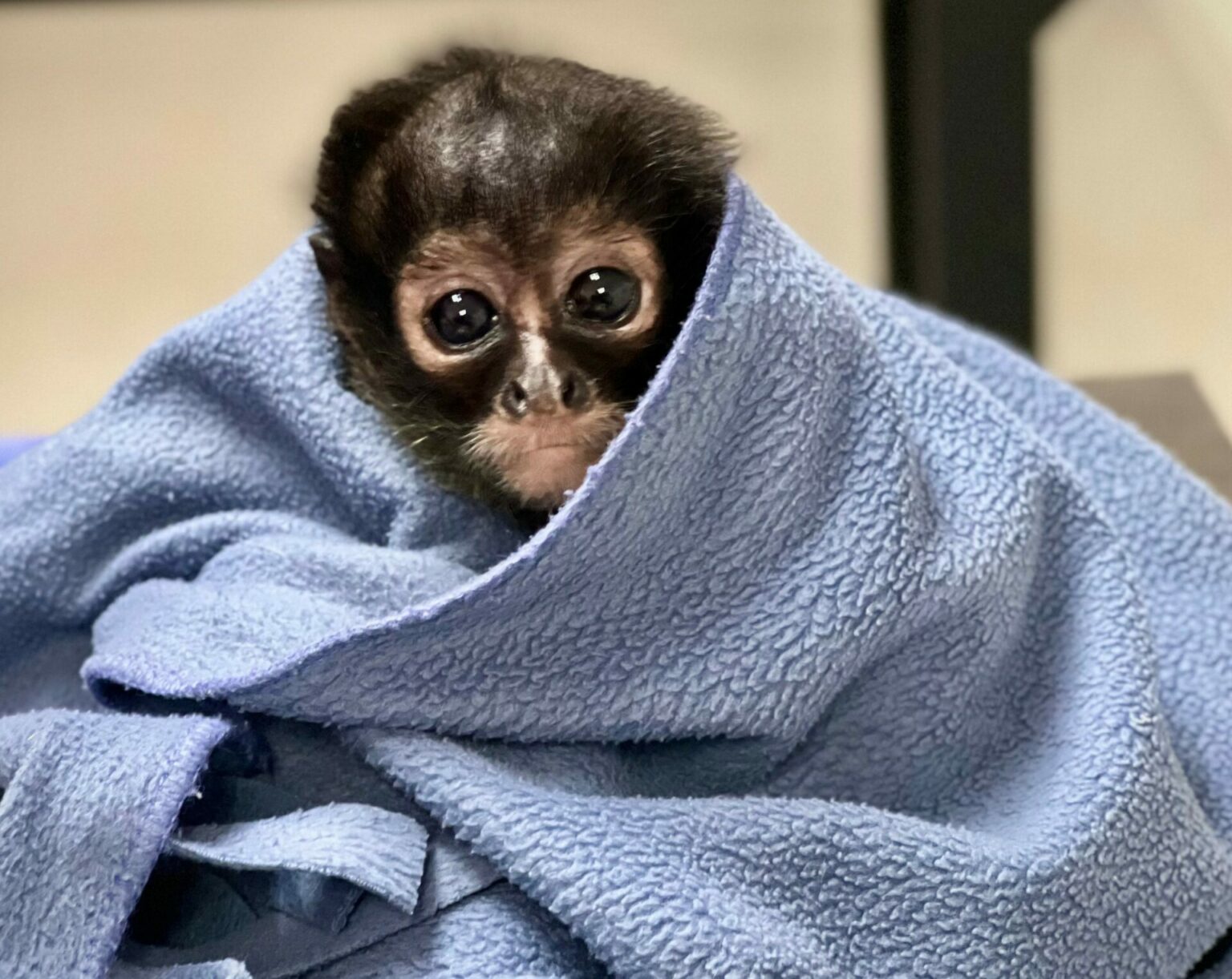 Mono araña es atendida en la Unidad de Rehabilitación de Fauna Silvestre