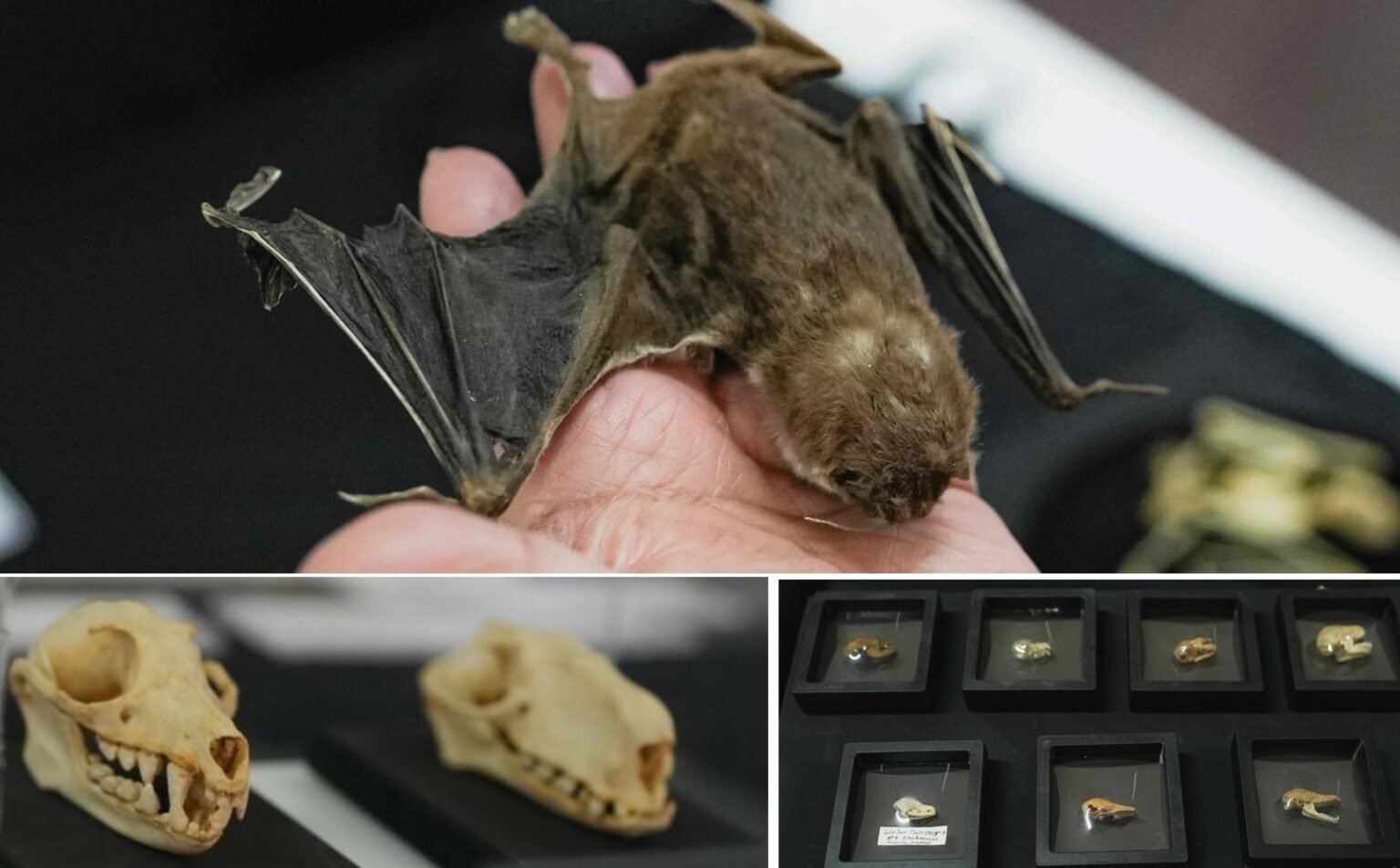 Salen murciélagos de la oscuridad