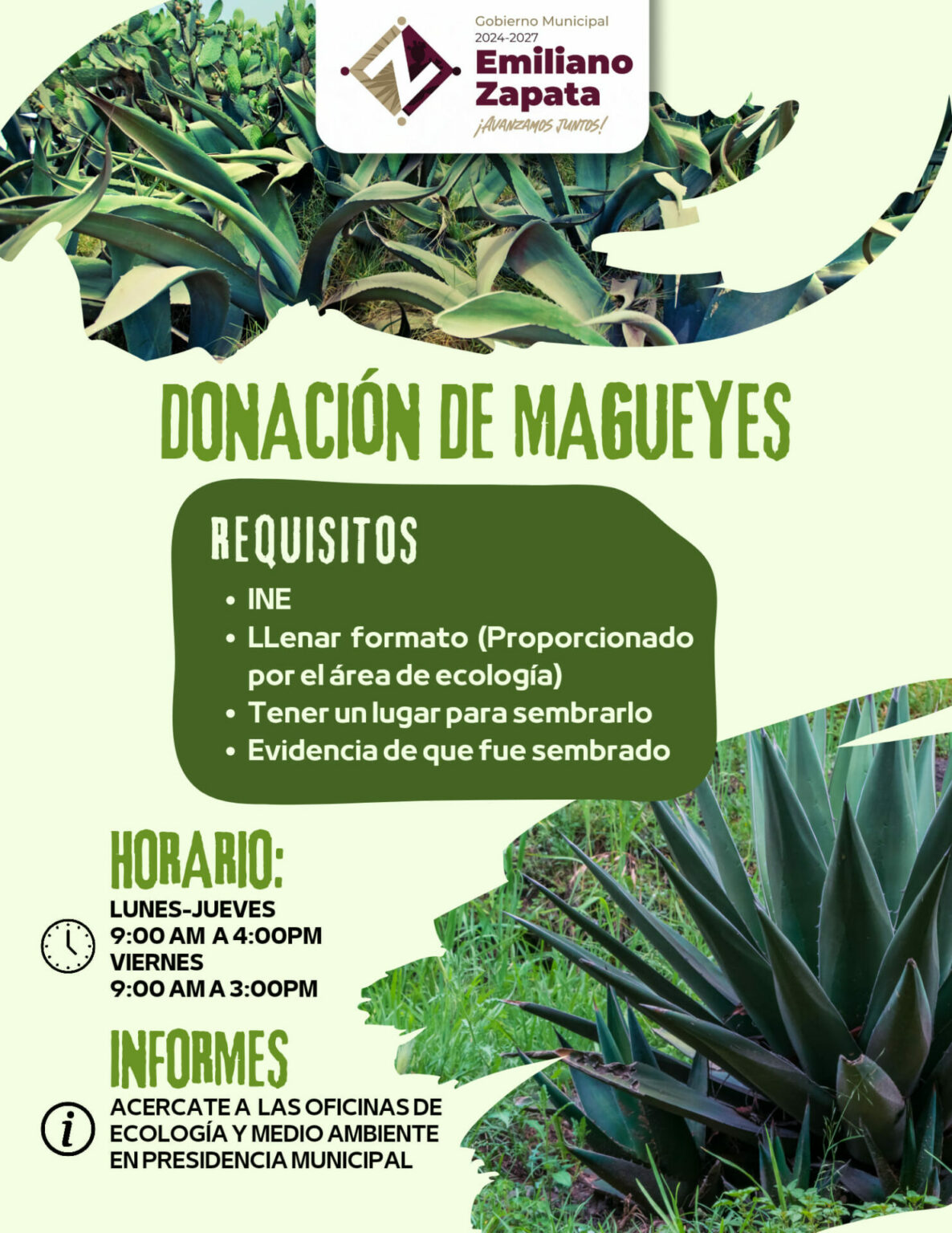 Donación de magueyes para reforestar en campo