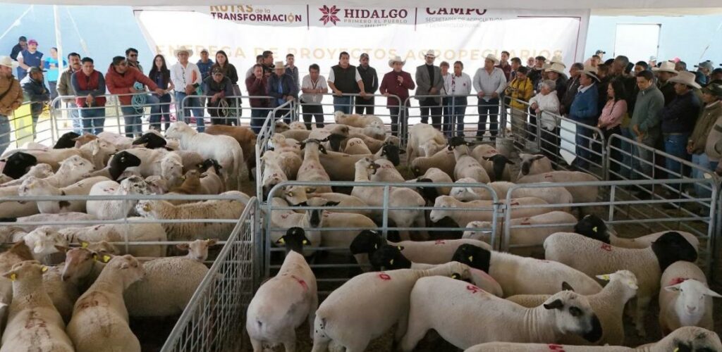 Entrega de sementales para fortalecer ovinocultura en Hidalgo