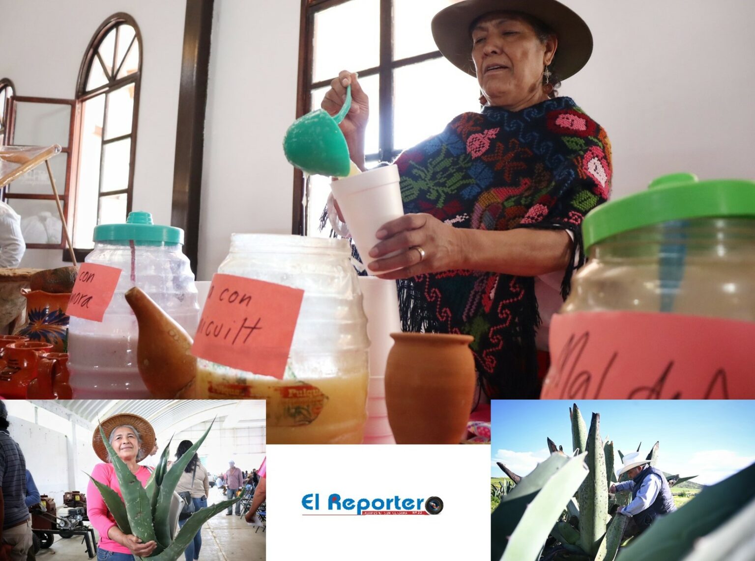 Hidalgo, líder nacional en producción de maguey pulquero