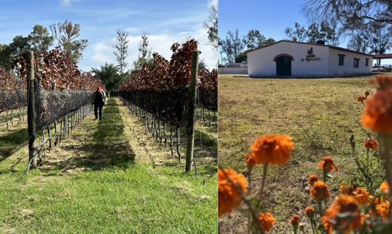 Viñedo El Refugio: Reconocido como Destino Promesa en los GITH 2024