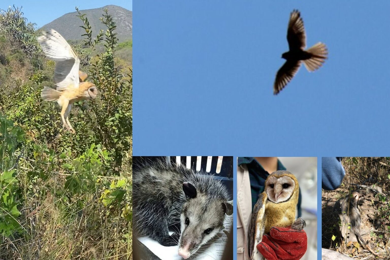 Liberan animales en la Reserva de la Biósfera de la Barranca de Metztitlán