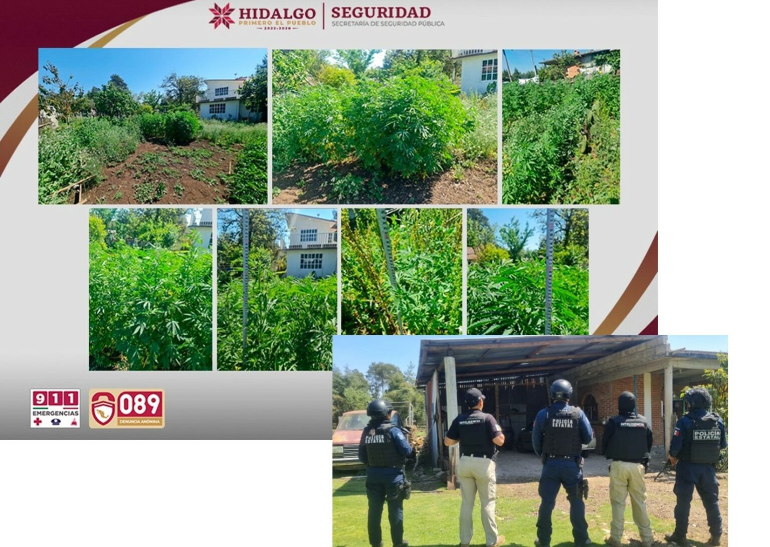 SSPH asegura sembradío de marihuana