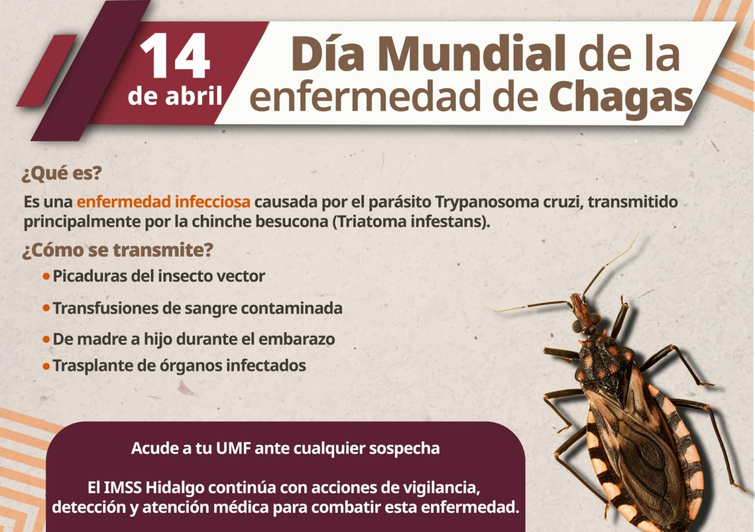 Acciones para prevenir la enfermedad de Chagas