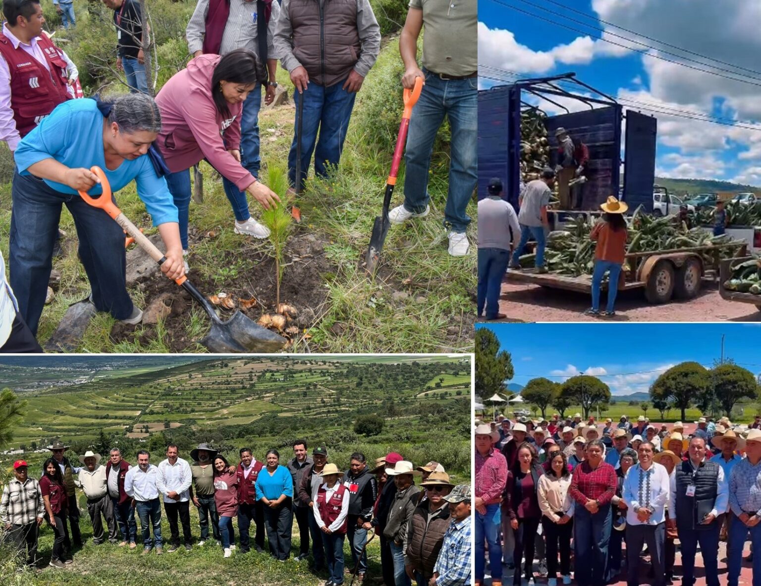Trabajo de reforestación en el cerro El Chulco