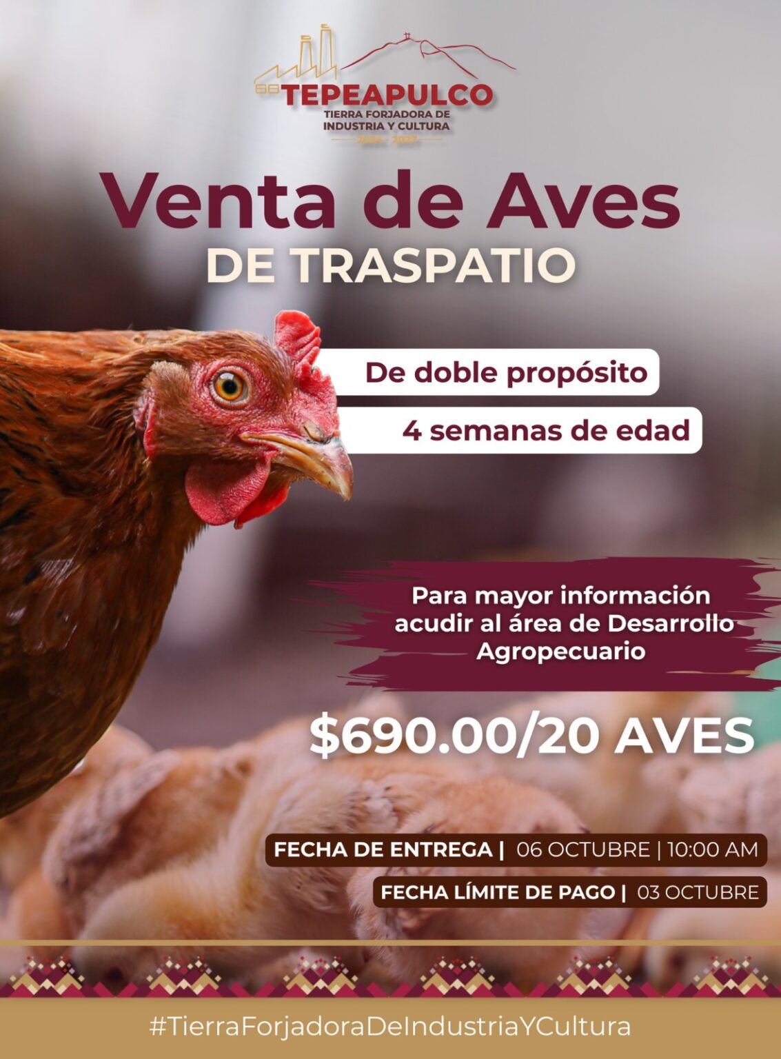 Gran oferta de paquetes de aves de traspatio