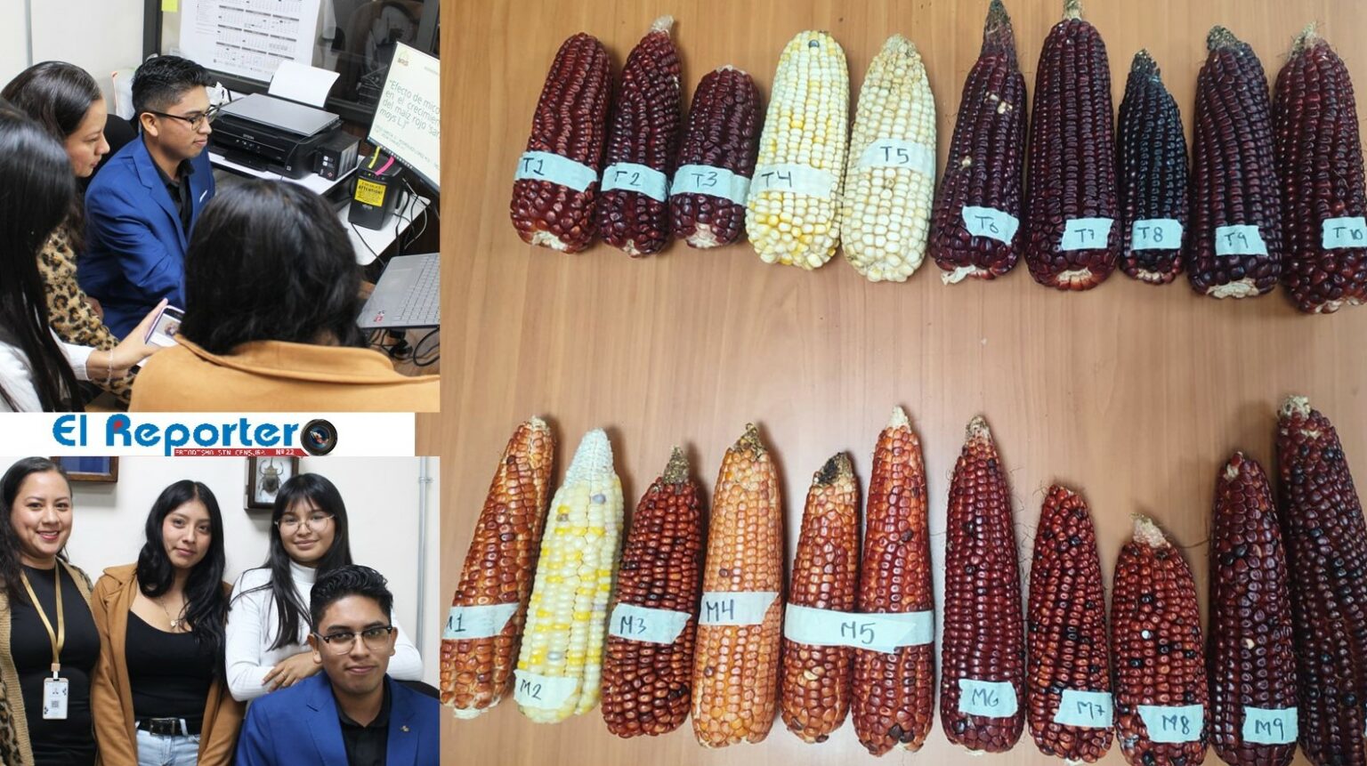 Hongos aumentan productividad del maíz rojo “Sangre de Toro”