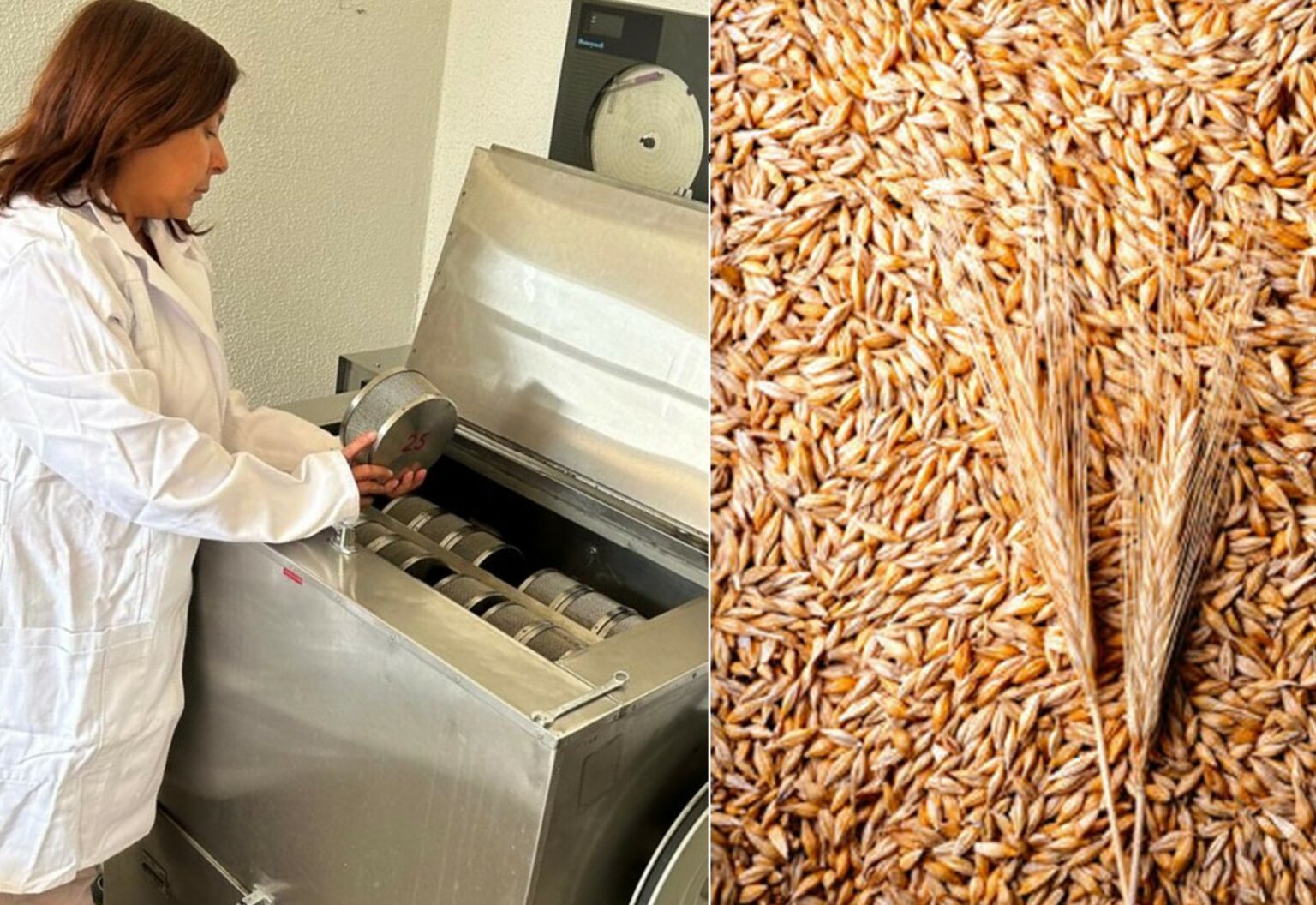 Investigadora revela propiedades terapéuticas de la cebada