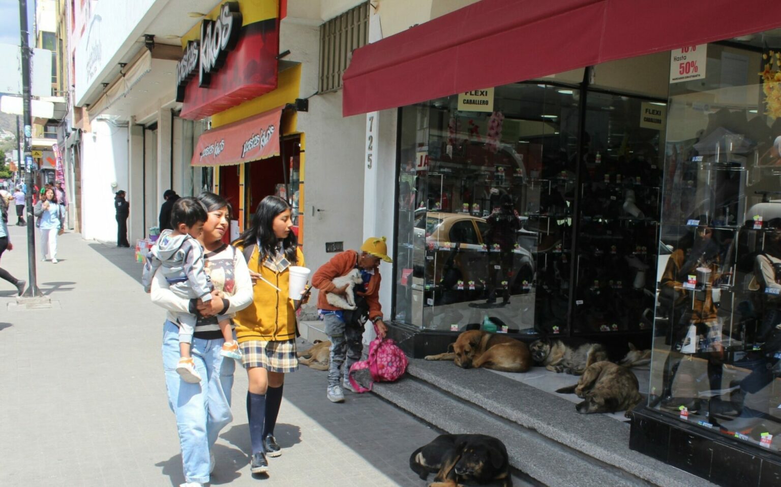 Adulta mayor deambula con su jauría de perros