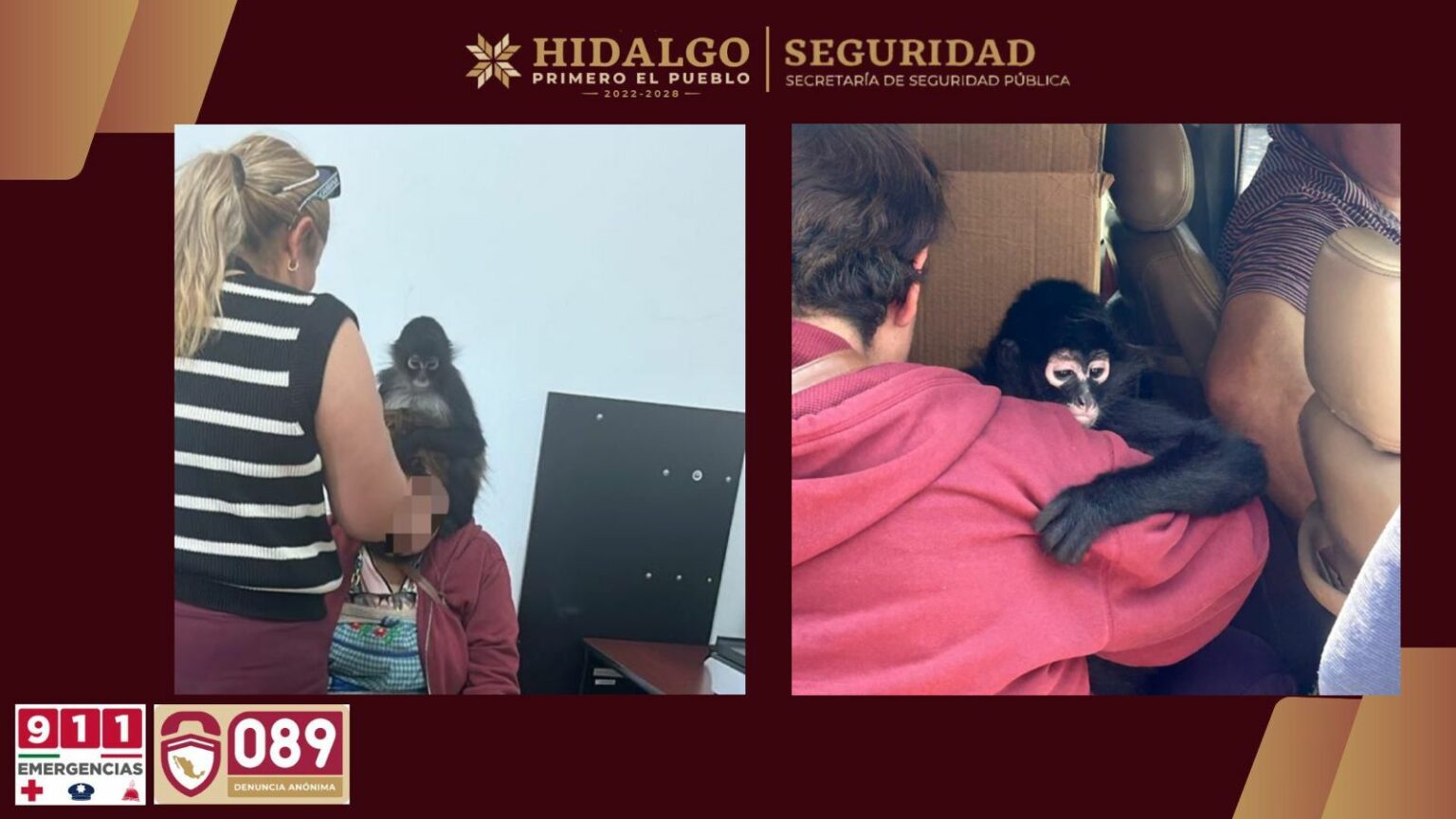 SSPH rescata a mono araña en Actopan