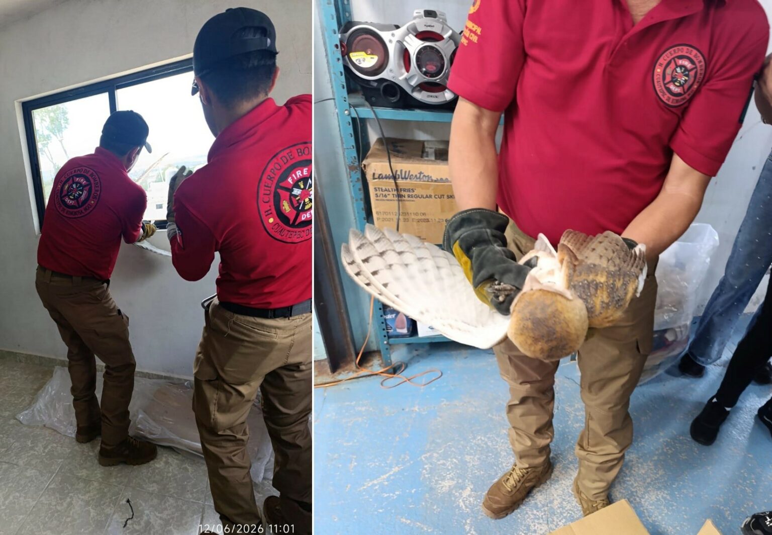 Rescatan y liberan lechuza en Cuautepec