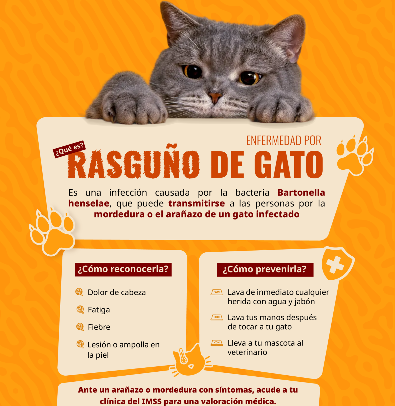 Alerta sobre síntomas de enfermedad por rasguño de gato