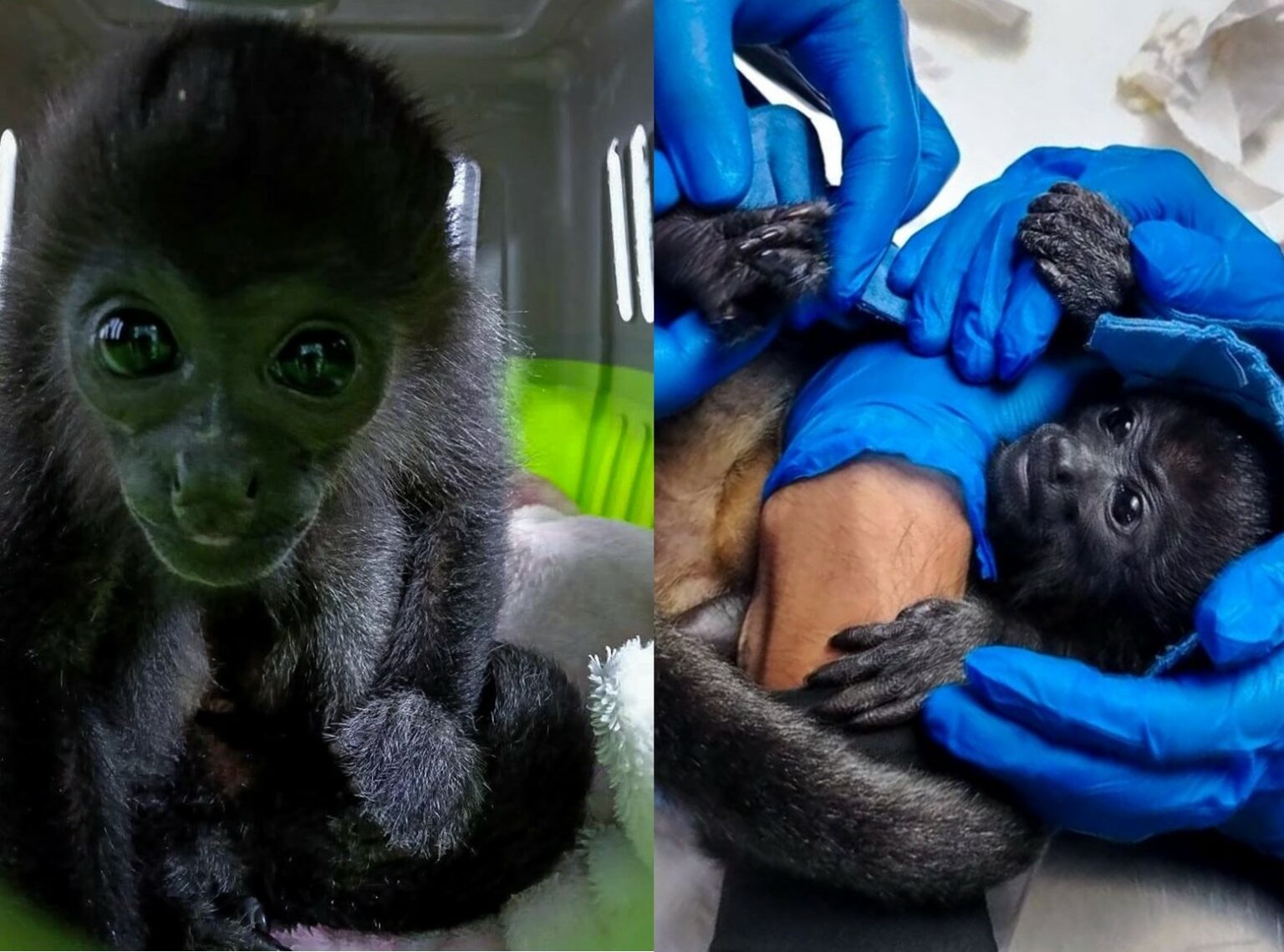 Mono aullador fue entregado a la Unidad de Rehabilitación de Fauna
