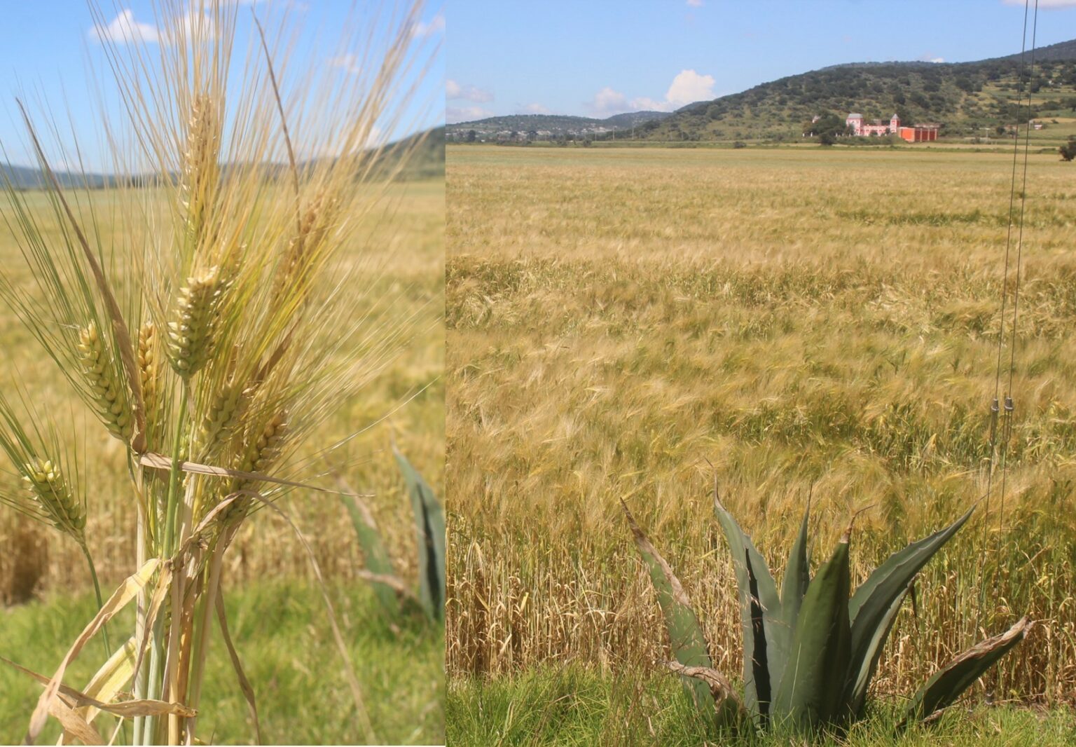Campesinos esperan cosecha histórica de cebada maltera