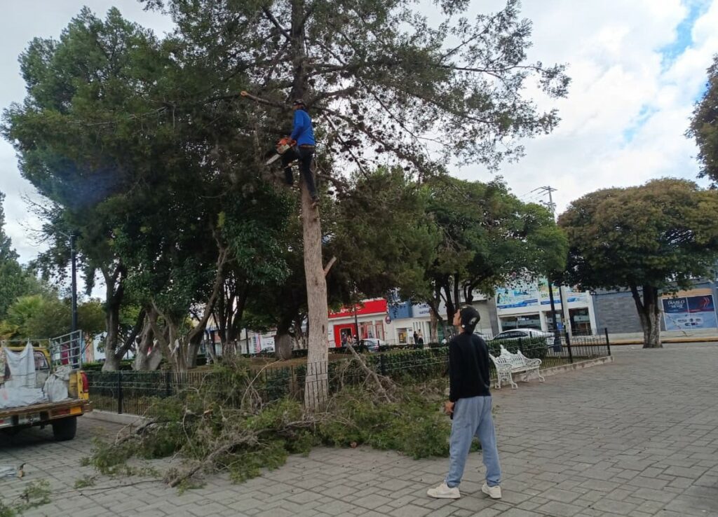 Ayuntamiento de Tepeapulco realiza poda preventiva en Plaza Rodrigo Gómez